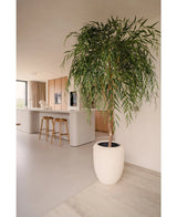 Een Kunst Wilgenboom 210 cm met lange, slanke bladeren voegt groen toe aan een moderne keuken met lichthouten kasten, een wit eiland en houten barkrukken. Zonlicht uit het raam benadrukt zijn aanwezigheid in de minimalistische ruimte.