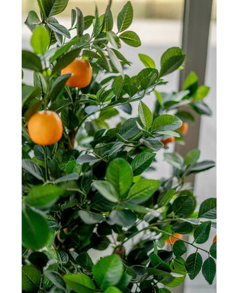 Close-up van de Kunst sinaasappelboom 120 cm, met weelderige groene bladeren en meerdere rijpe oranje vruchten, binnen geplaatst bij een helder raam.