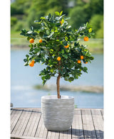 Un albero di arancio artificiale di 120 cm con frutti maturi si trova in un vaso bianco goffrato su una terrazza in legno, affacciata su un gioco d'acqua nebbioso e su un paesaggio verde all'esterno.