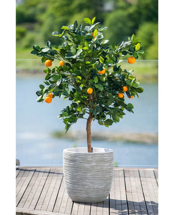 Un albero di arancio artificiale di 120 cm con frutti maturi si trova in un vaso bianco goffrato su una terrazza in legno, affacciata su un gioco d'acqua nebbioso e su un paesaggio verde all'esterno.