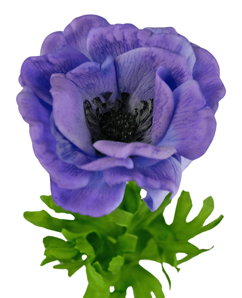 Un primo piano dell'Anemone Artificiale Real Touch Blu Viola 52 cm mostra le increspature dei petali blu-viola e il cuore scuro su uno sfondo bianco, con foglie verdi alla base.