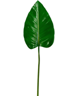De Kunstblad Alocasia 78cm heeft één groot, glanzend groen blad met een puntige top en prominente nerven op een lange, slanke steel, tegen een effen witte achtergrond.