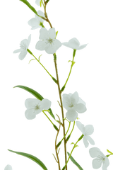 Een close-up van de Kunstbloem Alstroemeria Real Touch Wit 100 cm toont de delicate groene steel, slanke bladeren en kleine witte bloemen tegen een effen witte achtergrond.