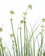 De Kunstgras Prei Bloem Uien Graspot 120cm heeft hoge, slanke groene stelen met trossen lichtroze bloemen en grasachtige bladeren. Deze kunstplant is brandvertragend en wordt geleverd in een strakke pot voor een natuurlijke uitstraling.