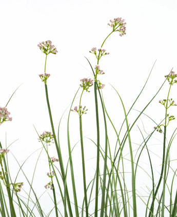 De Kunstgras Prei Bloem Uien Graspot 120cm heeft hoge, slanke groene stelen met trossen lichtroze bloemen en grasachtige bladeren. Deze kunstplant is brandvertragend en wordt geleverd in een strakke pot voor een natuurlijke uitstraling.