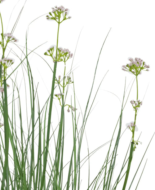 Il vaso per erba artificiale con fiori di porro e cipolle da 90 cm ignifugo presenta erba artificiale verde alta e sottile e delicati fiori bianchi su un semplice sfondo bianco.