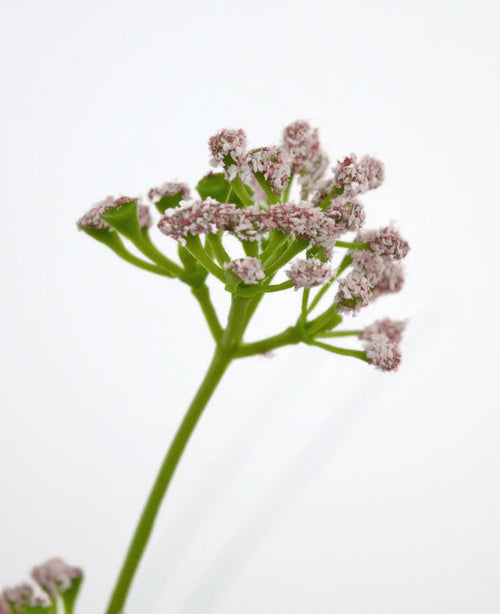 Un primo piano dell'erba artificiale, porri, fiori, cipolle, vaso ignifugo da 90 cm, mostra uno stelo verde con mazzi di piccoli fiori rosa chiaro su uno sfondo bianco semplice.