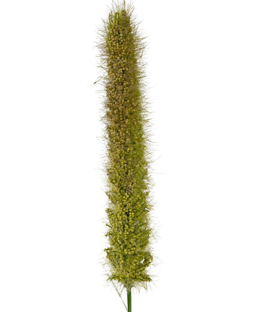 Un primo piano del vaso di erba artificiale con cipolla e tifa ignifugo da 150 cm mostra la testa del seme di coda di volpe verde verticale e realistica con piccole setole e semi densi su un semplice sfondo bianco.