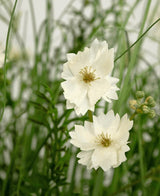 De brandvertragende Kunstgras witte Gesang Bloem uiengraspot 90cm heeft levensechte witte gelaagde bloemen met kleine knoppen, tussen dun groen gras en gebladerte voor een frisse, natuurlijke look.