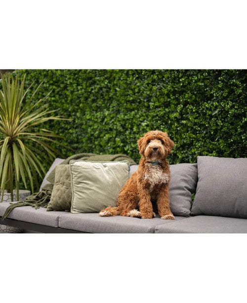 Un cagnolino riccio bianco-marrone è seduto su un divano da esterno grigio con cuscini verdi e grigi, davanti a una rigogliosa siepe artificiale mix 50x50 cm e una pianta in vaso.