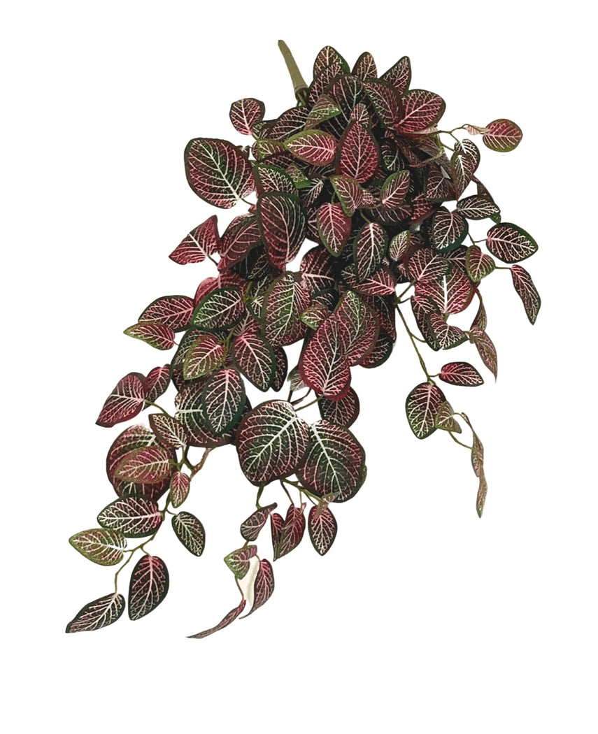 Pianta artificiale Fittonia rossa e bianca ricadente 70 cm con foglie ovali, venature verde scuro, rosa e bianche. Una vegetazione rigogliosa e vibrante che pende con grazia su uno sfondo bianco.