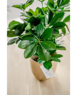 Een close-up van de Kunstplant Baby Schefflera UV 45 cm, met brede, glanzende bladeren in een beige pot met een wit etiket, uitgestald op een licht houten oppervlak.