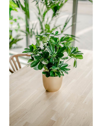 De Kunstplant Baby Schefflera UV 45 cm, met zijn brede groene bladeren, staat in een pot op een lichte houten tafel binnenshuis, badend in het natuurlijke licht van grote ramen en omringd door andere weelderige planten.
