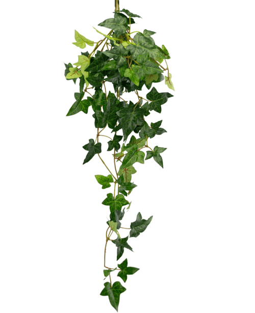 La pianta pensile artificiale Ivy Boston 70 cm verde ha foglie verdi a forma di stella e viticci lunghi e sinuosi, perfetti per aggiungere un tocco di natura su uno sfondo bianco.