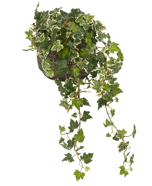 L'edera artificiale Deluxe verde-bianca da 60 cm è un'edera inglese in vaso con foglie colorate verdi e bianche, lunghi viticci sinuosi ed è fornita in un vaso decorativo bianco e nero, fotografato su uno sfondo bianco.