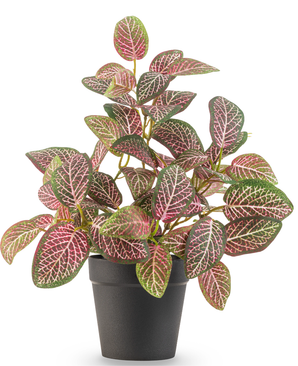 Pianta artificiale Fittonia Red in vaso 25 cm