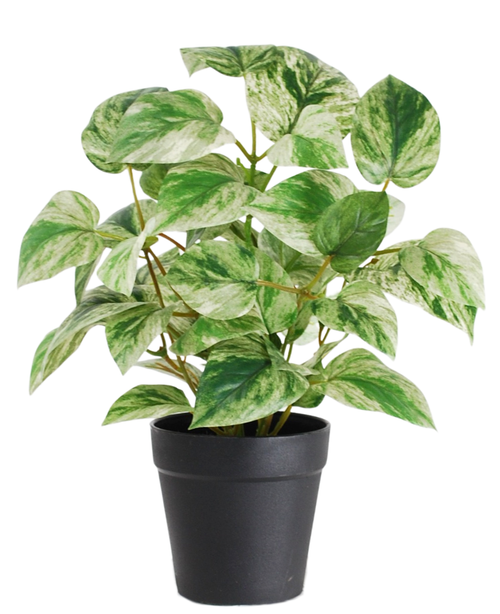 La pianta artificiale Golden Vine in vaso da 25 cm ha foglie colorate verdi e bianche, disposte in un elegante vaso nero su uno sfondo bianco.