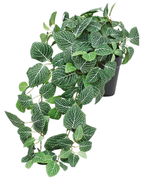La Fittonia artificiale pendente verde-bianca in vaso 70 cm UV è una pianta pendente in vaso con foglie verdi rigogliose e vistose venature bianche. Gli steli drappeggiano sul bordo di un vaso nero e aggiungono un bellissimo effetto a cascata ai tuoi interni.