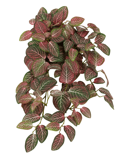 La pianta pensile artificiale Fittonia Rossa e Bianca 70 cm ha foglie verdi ovali dense e pendenti con vistose venature bianche e rosa-rosse, su uno sfondo bianco.