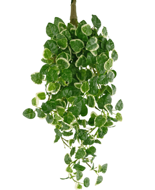 Una pianta pensile artificiale Pumila di 50 cm con foglie verdi con bordo bianco crema, che pendono su uno sfondo bianco.