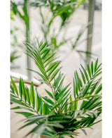 Een close-up van de Kunstpalm Parlour UV 60 cm binnenshuis toont de levendige, glanzend groene bladeren die worden verlicht door natuurlijk licht van grote ramen, wat een frisse en levendige sfeer creëert.