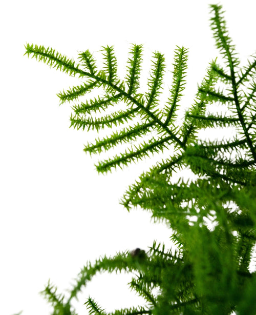 Primo piano di una pianta di asparagi artificiali di 59 cm con foglie verde vivo e finemente strutturate su uno sfondo bianco brillante. Le foglie delicate e piumate sono ben dettagliate e si estendono diagonalmente attraverso l'immagine.