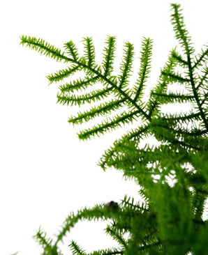 Close-up van Kunstplant Asparagus 59 cm met levendig groene, fijngestructureerde bladeren tegen een helderwitte achtergrond. De delicate, vederlichte bladeren zijn prominent gedetailleerd en strekken zich diagonaal uit over het beeld.