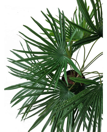 Bovenaanzicht van de Kunstplant Baby Palm Fan in pot UV 50 cm, met weelderig groene, waaiervormige bladeren die stralen vanuit stijlvolle sierpotten tegen een witte achtergrond.