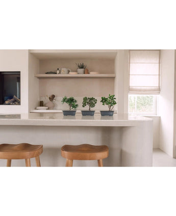 Een moderne keuken met twee houten krukjes op een wit aanrecht. Op het aanrecht staan drie Kunstplant Bonsai Ficus potplanten van 20 cm. Op de achtergrond staan planken met decor en een raam met een beige zonwering.