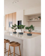 Een Kunstplant Bonsai Juniper 40 cm staat op een wit keukeneiland met twee houten krukjes, omringd door lichthouten kastjes, witte werkbladen en een minimalistische inrichting.