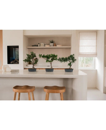 Drie Kunstplant Bonsai Juniper van 40 cm in zwarte potten staan op een wit keukeneiland, met houten krukjes en open planken met servies en planten erachter. Een raam met een beige kap vult de kamer met natuurlijk licht.