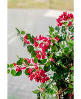 Een close-up van de levendige Kunstplant Bougainvillea Liana Fuchsia 115 cm met weelderig groene bladeren brengt een mediterrane sfeer naar elke ruimte, tegen een zacht vaag wandelpad en weg.