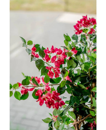 Een close-up van de levendige Kunstplant Bougainvillea Liana Fuchsia 115 cm met weelderig groene bladeren brengt een mediterrane sfeer naar elke ruimte, tegen een zacht vaag wandelpad en weg.
