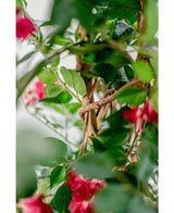 Close-up van groene bladeren en rode bloemen die rond een gedraaide bruine liaan kronkelen, waardoor een mediterrane sfeer ontstaat - ideaal voor het tonen van de Kunstplant Bougainvillea Liana Fuchsia 115 cm met zijn levensechte bloemen in soft focus.