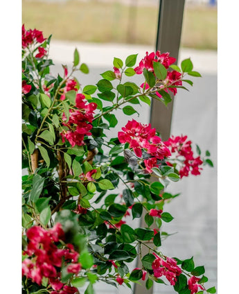 Een kleine kolibrie zweeft in de buurt van de Kunstplant Bougainvillea Liana Fuchsia 115 cm met weelderige groene bladeren, nectar nippend en een mediterrane sfeer binnenbrengend tegen een vage achtergrond van buiten gezien door het raam.