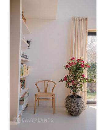 Een houten stoel staat naast een Kunstplant Bougainvillea Liana Fuchsia 115 cm, die een mediterrane flair geeft aan de lichte kamer. Boeken staan op een plank en beige gordijnen bedekken het zonovergoten raam.