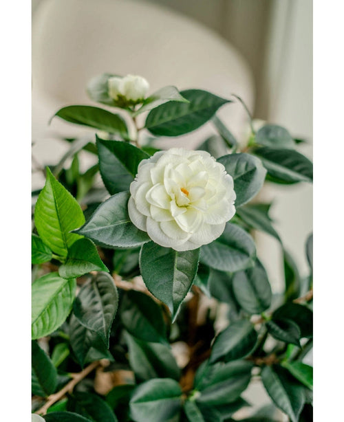 Un primo piano della pianta artificiale Camellia japonica da 100 cm mostra i petali bianchi stratificati e le foglie verde scuro, con un altro fiore bianco leggermente sfumato sullo sfondo.