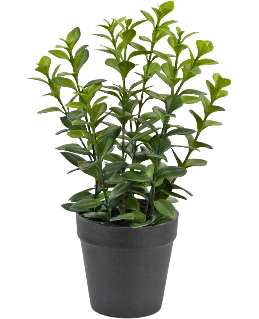 La pianta artificiale Chlorophytum da 28 cm presenta molteplici steli verdi eretti con foglie lucide di forma ovale in un semplice vaso di plastica nera, perfetto per illuminare qualsiasi spazio.