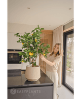 Een glimlachende vrouw staat in een moderne keuken en verzorgt de Kunstplant Citroenboom 90 cm met rijpe citroenen op een zwart aanrecht terwijl het natuurlijke licht binnenstroomt door een groot raam naast haar.