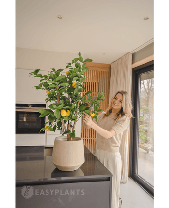 Een glimlachende vrouw staat in een moderne keuken en verzorgt de Kunstplant Citroenboom 90 cm met rijpe citroenen op een zwart aanrecht terwijl het natuurlijke licht binnenstroomt door een groot raam naast haar.