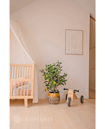 Een gezellige kinderkamer met een houten wieg, de Kunstplant Citroenboom 90 cm (een citroenboom in pot met bladeren), een kleine houten driewieler met het label MIA en minimalistische muurkunst. Een lichte houten vloer en zachte tinten creëren een rustige sfeer.