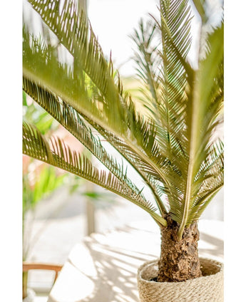 Een close-up van de Kunstplant Cycus Palm Deluxe 95 cm toont de lange, slanke groene bladeren en de bruine stam met textuur, die binnen in fel natuurlijk zonlicht wordt getoond.
