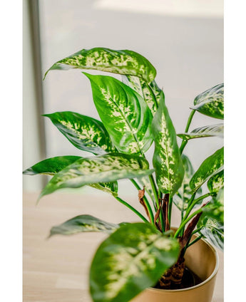 Een close-up van de Kunstplant Dieffenbachia 40 cm, met grote groene bladeren met lichtgele en witte variëteit in sierpotten, uitgestald op een licht oppervlak bij een raam.