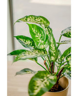 Een close-up van de Kunstplant Dieffenbachia 40 cm, met grote groene bladeren met lichtgele en witte variëteit in sierpotten, uitgestald op een licht oppervlak bij een raam.