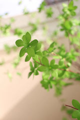 Een close-up van de Kunstplant Enkianthus 210 cm toont levendig groene, stervormige bladeren aan slanke takken, tegen een zachte, neutrale achtergrond, wat de frisse en gezonde uitstraling benadrukt.