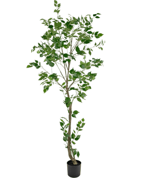 De Kunstplant Ficus 210 cm is een hoge kunstboom met meerdere slanke takken en weelderige groene bladeren in een kleine zwarte pot, tegen een effen witte achtergrond.