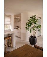Een moderne, minimalistische keuken en eethoek in neutrale tinten heeft open planken, een gebogen eiland met een houten kruk, een houten eetset en de Kunstplant Ficus 210 cm als stijlvolle potplant. Natuurlijk licht verlicht de ruimte.