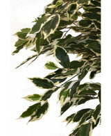 De Kunstplant Ficus Bont 150 cm heeft groene bladeren met roomwitte randen, dicht op elkaar gerangschikt op takken voor een weelderige, levensechte uitstraling tegen een effen witte achtergrond.