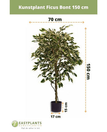 De Kunstplant Ficus Bont 150 cm van Easyplants heeft bonte bladeren en wordt geleverd in een zwarte pot (17 cm diameter, 15 cm hoog). De kunstplant is 150 cm hoog en 70 cm breed.