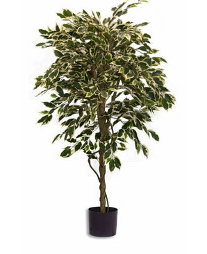 De Kunstplant Ficus Bont 150 cm heeft bonte groene en witte bladeren en wordt geleverd in een zwarte pot tegen een effen witte achtergrond.